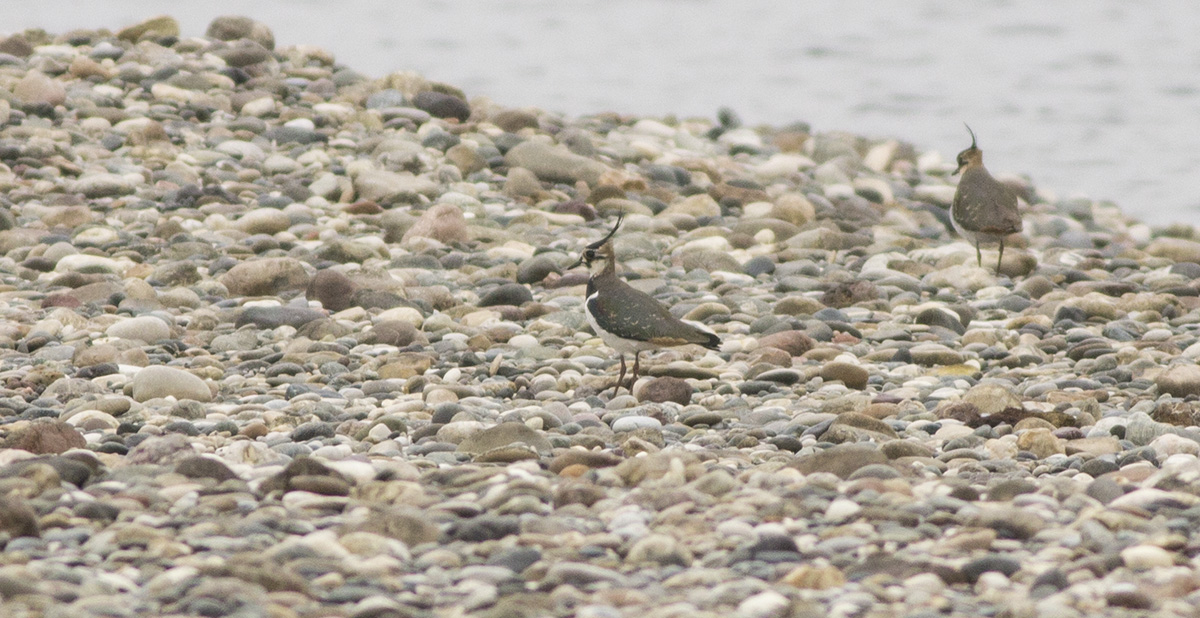 Northern Lapwing
